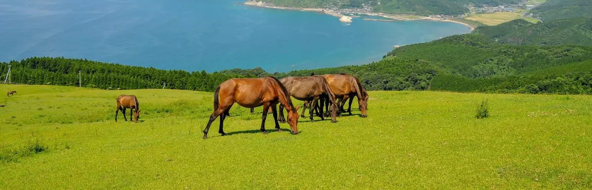 宮崎県の画像