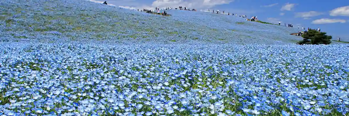 茨城県の画像