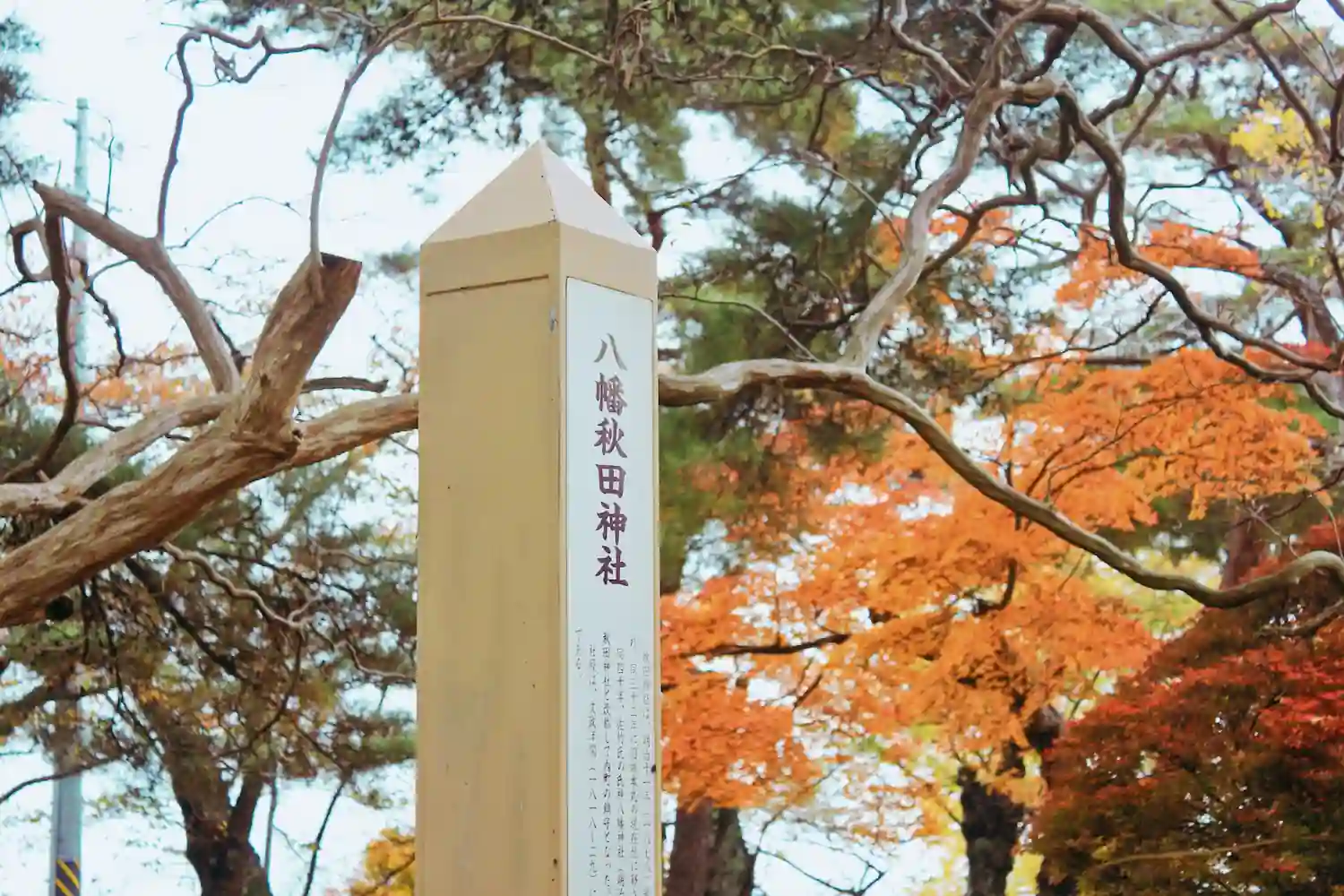 Akita Sake: The Flavor Secrets of Japan's Snow Country Brews